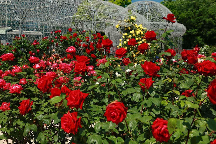 a0120949_823838.jpg
