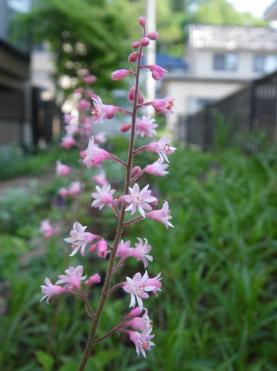 c0024861_105566.jpg