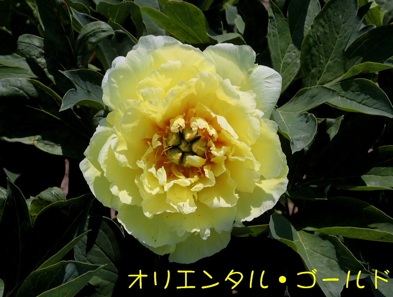 c0305565_18024413.jpg