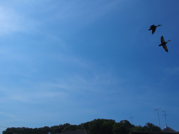 c0122670_23374000.jpg