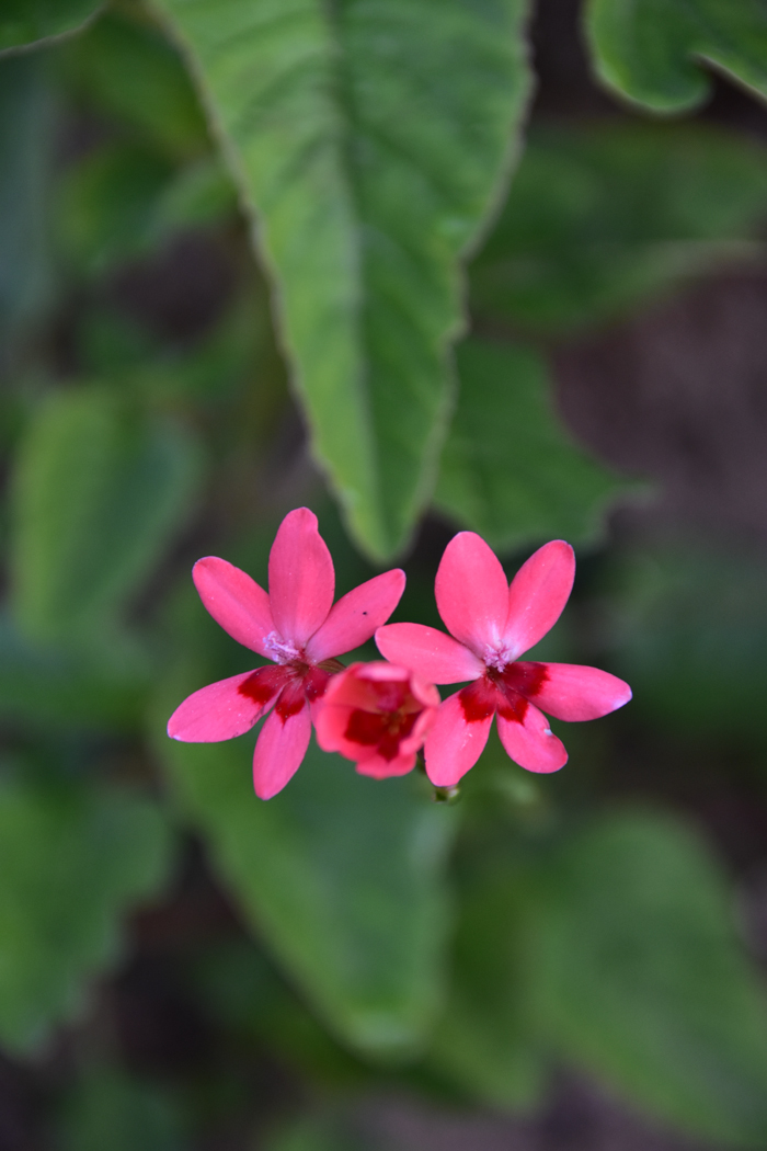 c0049299_18380661.jpg
