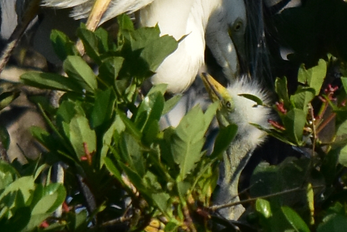 c0049299_18490700.jpg