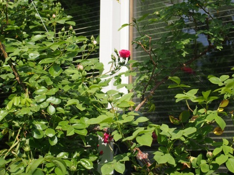 c0117007_21314350.jpg