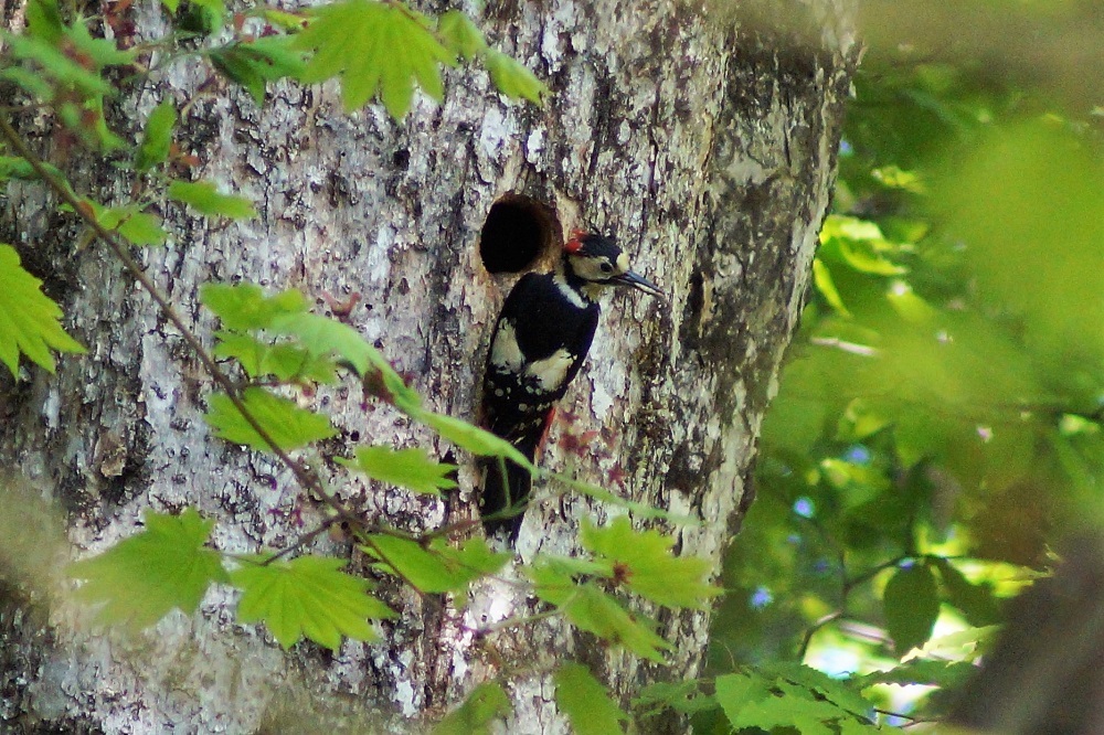 c0042418_08161817.jpg