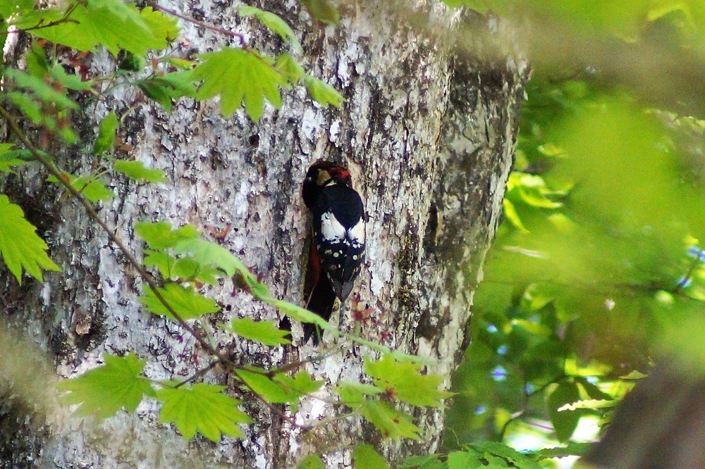 c0042418_08163426.jpg