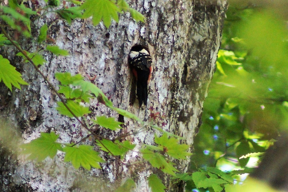 c0042418_08164248.jpg