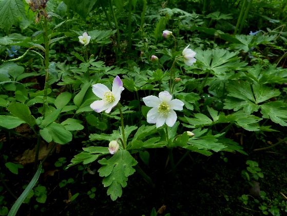 d0084473_2027975.jpg