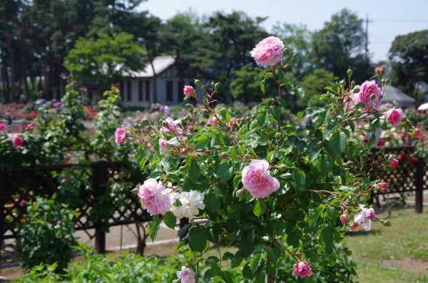 b0356401_21032928.jpg