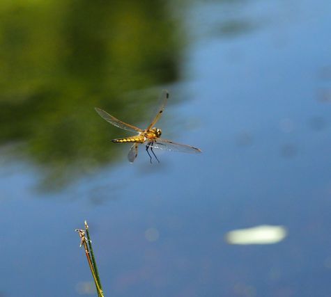 c0369423_22390973.jpg