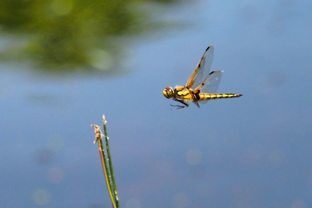 c0369423_22394330.jpg