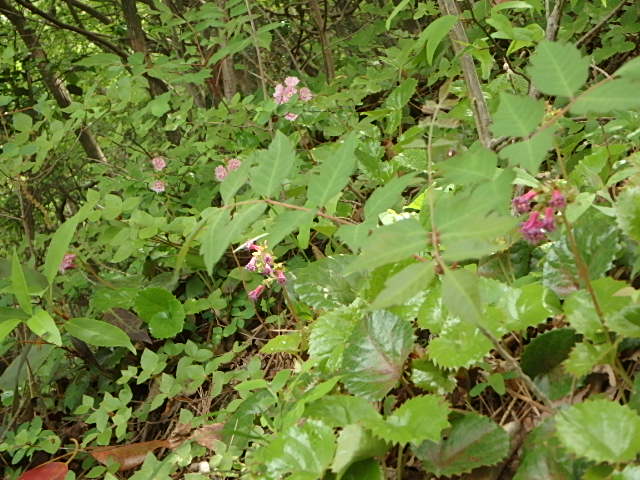 f0334143_8225830.jpg