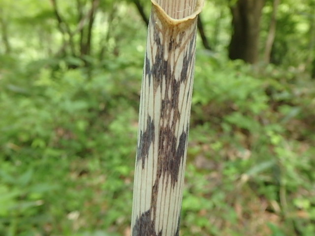 f0334143_8513377.jpg