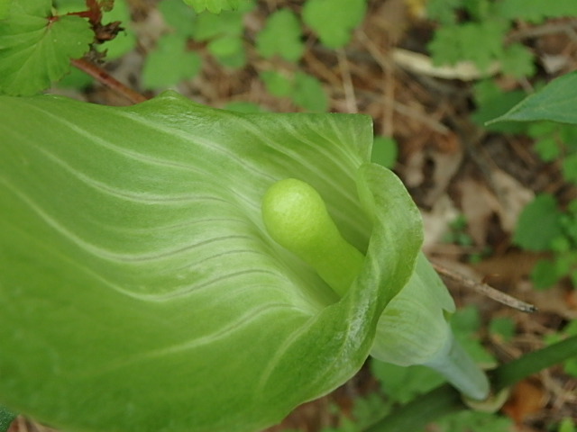 f0334143_85511100.jpg