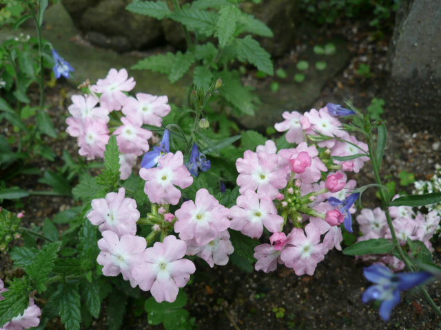 c0043055_11352621.jpg