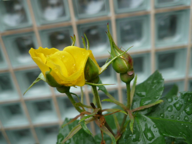 c0043055_11360729.jpg