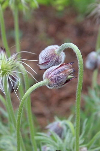 e0170863_23242321.jpg