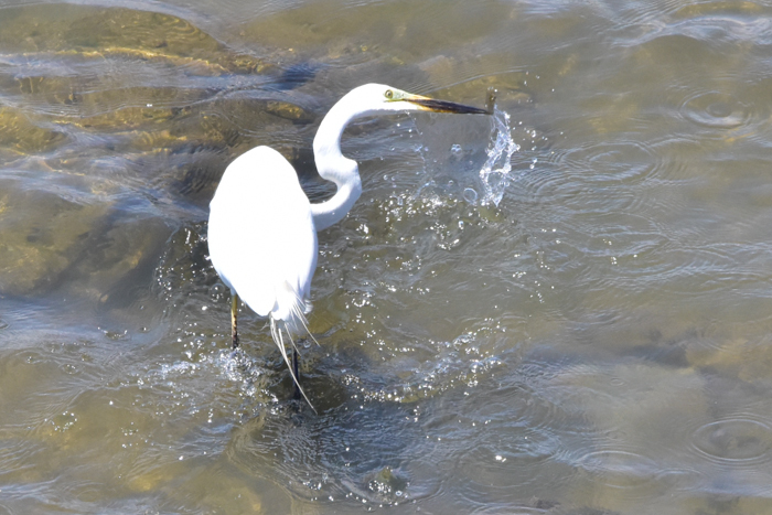 c0049299_22241552.jpg