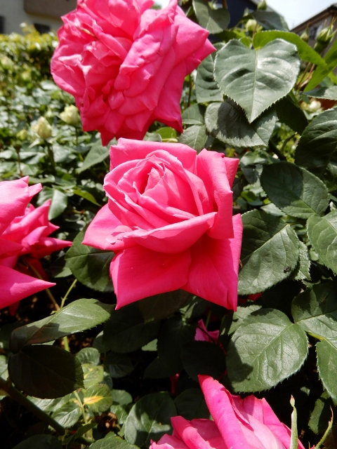 e0025300_21403189.jpg