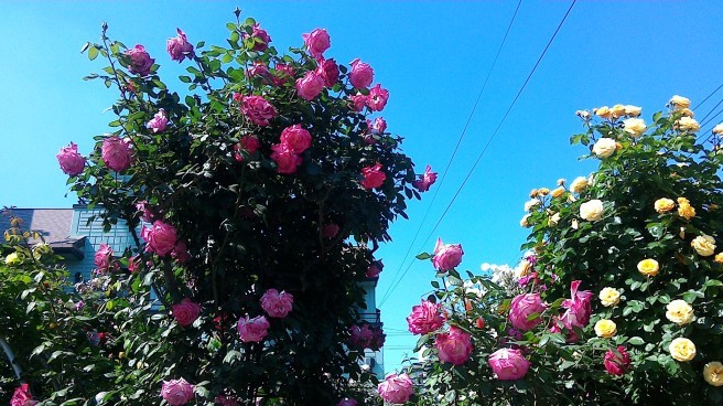 c0067206_11114693.jpg