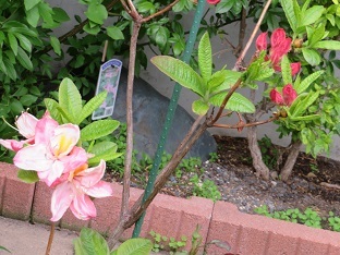 f0325309_15470554.jpg