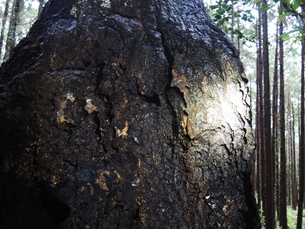 c0346119_05503517.jpg
