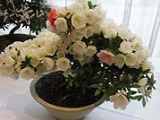 c0133422_14541959.jpg