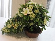 c0133422_14554719.jpg