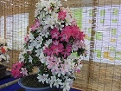 c0133422_14581971.jpg