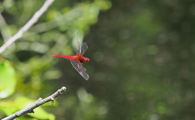 c0369423_22303700.jpg