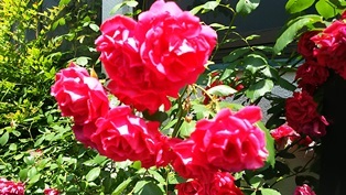 b0080342_08534779.jpg
