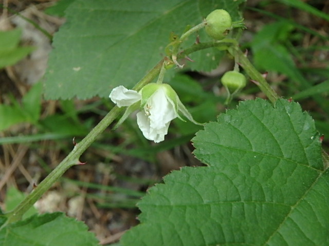 f0334143_8114773.jpg