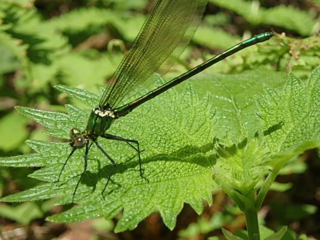 f0334143_8121731.jpg