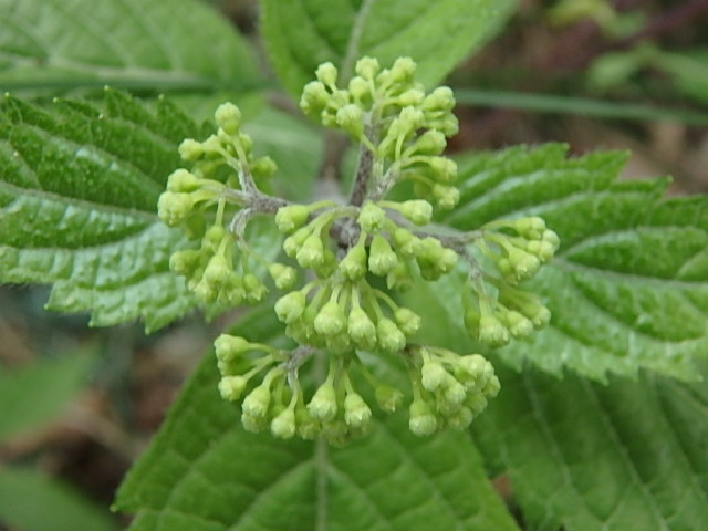 f0334143_8145650.jpg