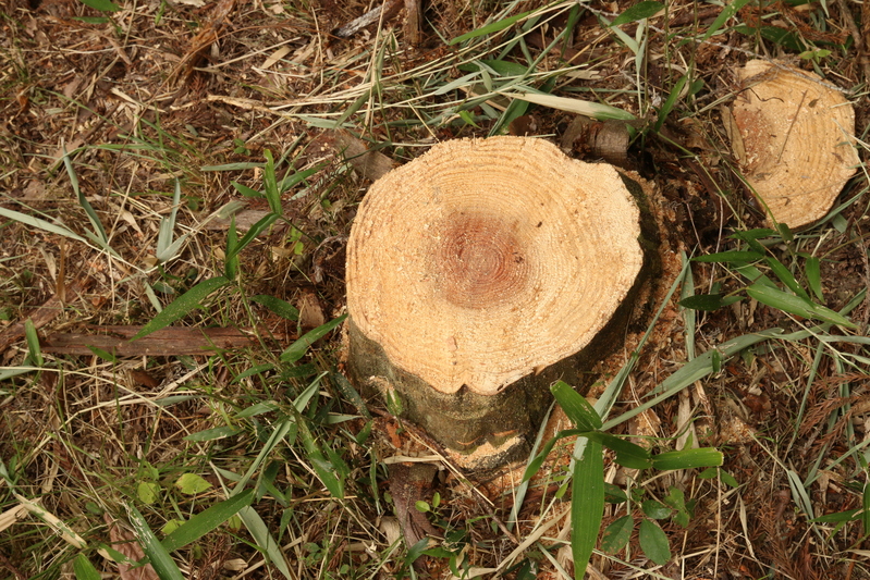 c0074553_8215141.jpg