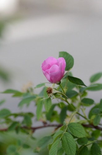 c0186463_00593861.jpg