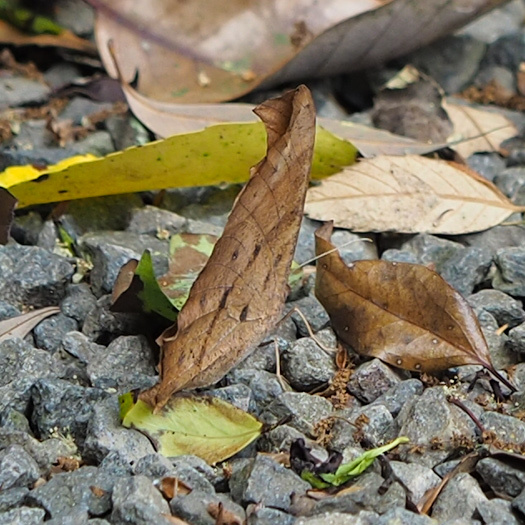 e0097970_20501530.jpg
