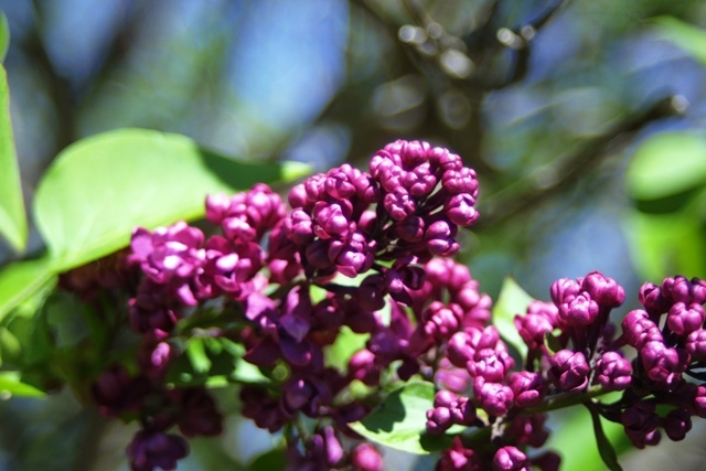 c0062603_14293834.jpg