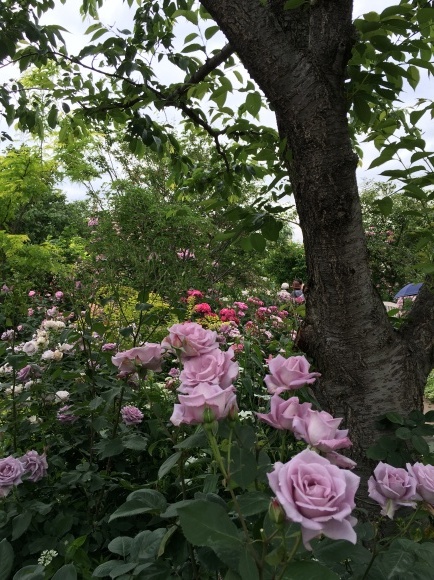 f0231829_11233551.jpeg