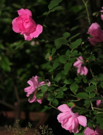 c0134734_01270344.jpg