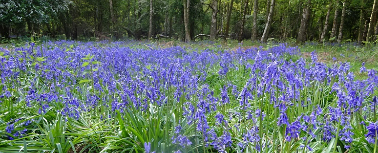 e0010856_6573018.jpg
