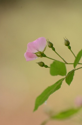 c0186463_15564200.jpg