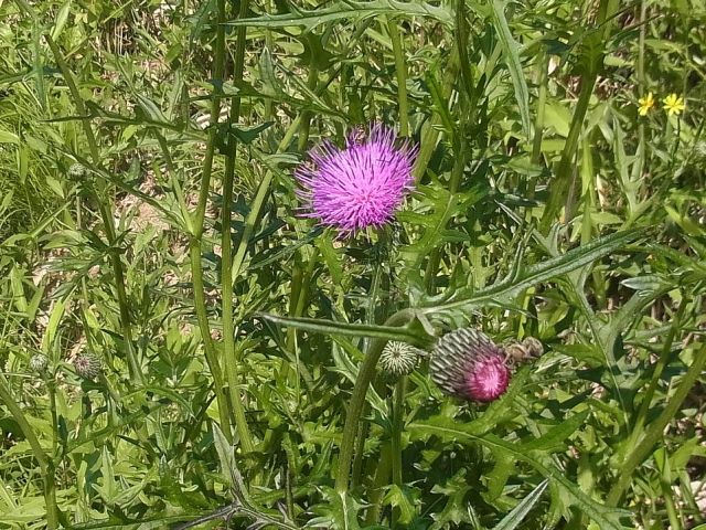 e0148077_11204276.jpg