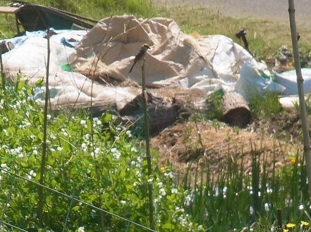 e0148077_1142664.jpg