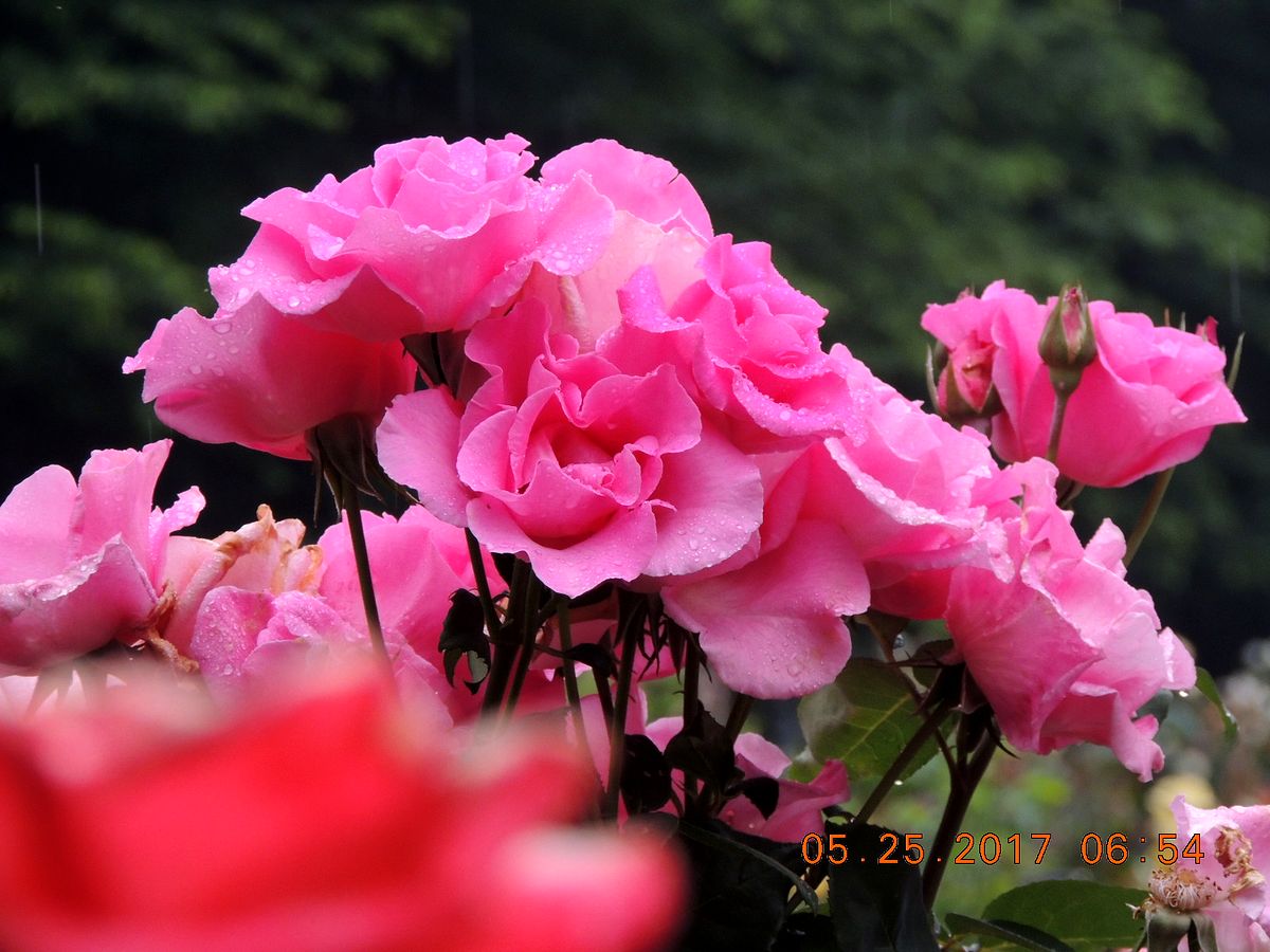 f0104277_7583993.jpg