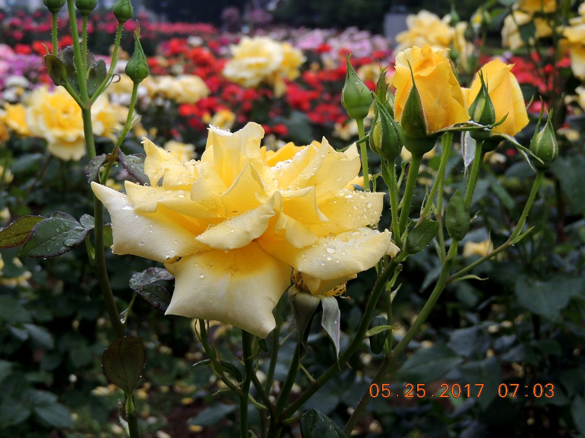 f0104277_7584972.jpg