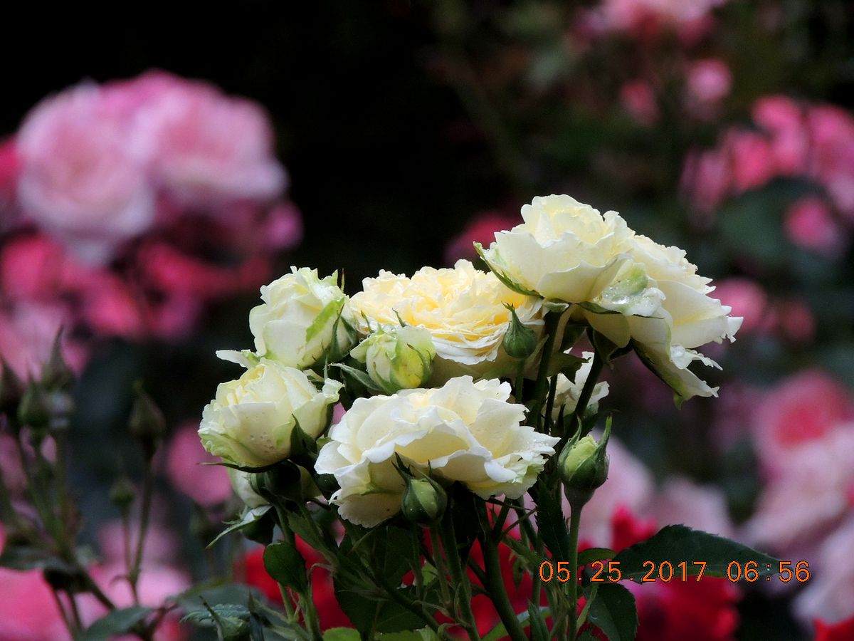 f0104277_7591147.jpg