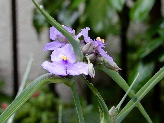 e0025300_21161089.jpg
