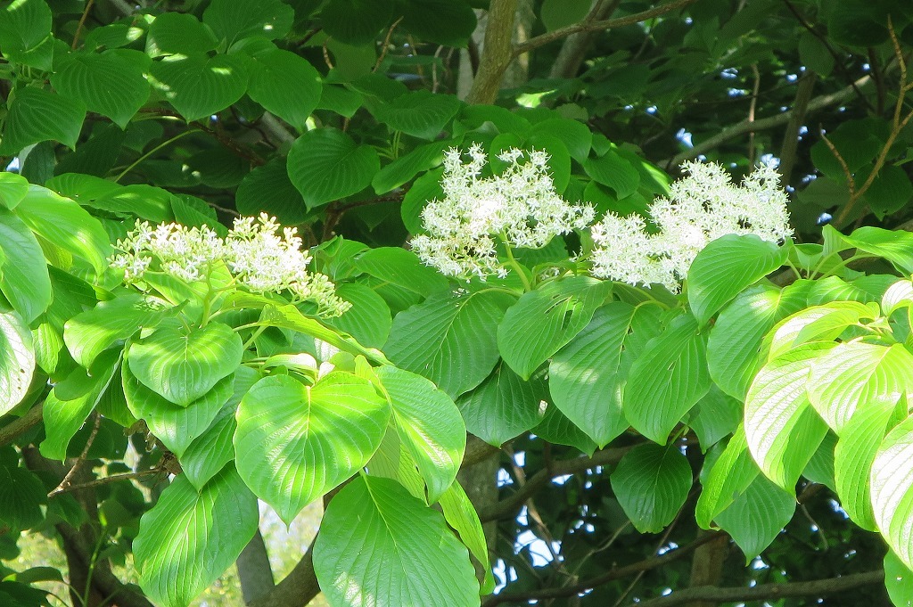 a0188405_08333296.jpg