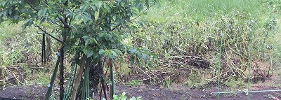 d0013739_09091435.jpg