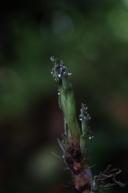 f0288049_15020671.jpg